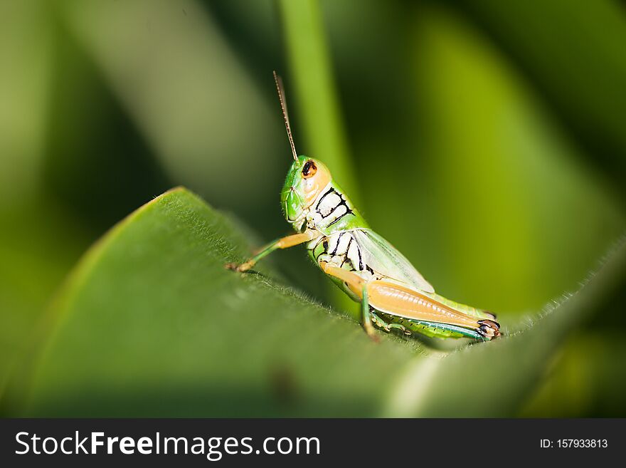 Macro of a grasshopper