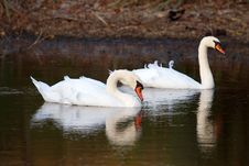 Two Swans Royalty Free Stock Photo