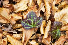 Autumn Ivy Stock Image