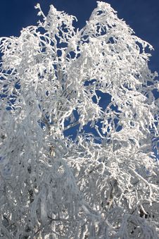 Winter Branches With Snow 4 Stock Photos