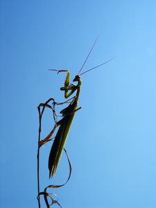Mantis On Single Grass Stock Photo