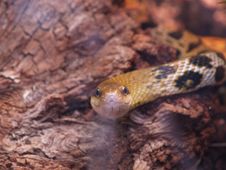 Rat Snake Royalty Free Stock Images Rat Snake Royalty Free Stock Images