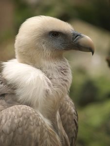 Vulture Royalty Free Stock Photo
