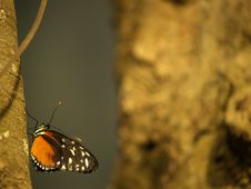 Butterfly Royalty Free Stock Photos