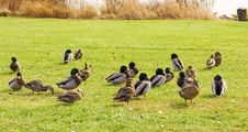 Group Of Ducks Stock Image
