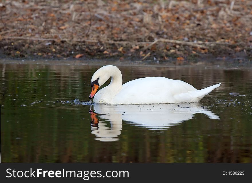 Swan collecting food