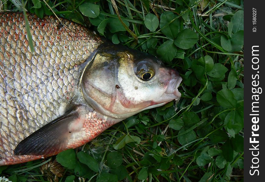 Bream on the green grass. Bream on the green grass