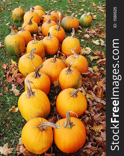 Pumpkins Paddock