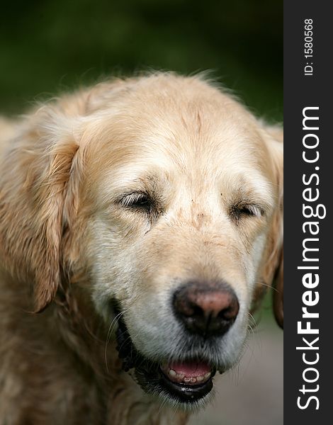 Dog in the nature (golden retriever) on a path