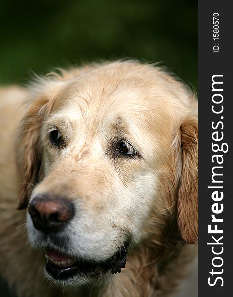 Portrait of a  golden retriever dog