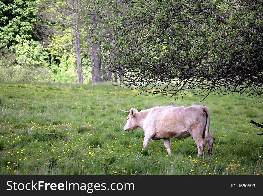 Cows staring at the photographer. Cows staring at the photographer