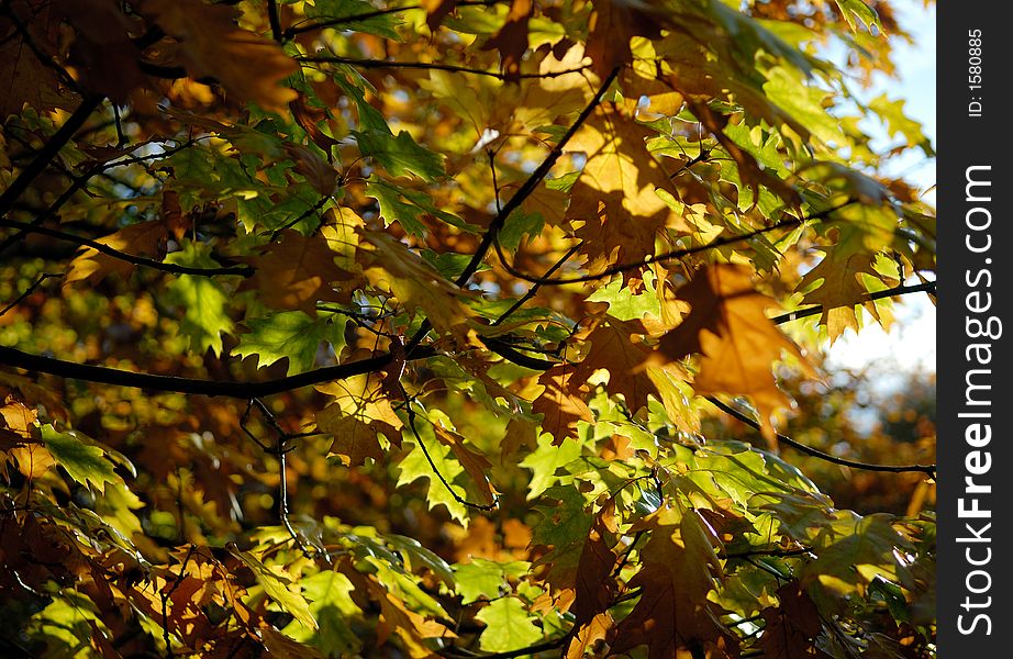 Autumn/fall foliage in sunlight. Autumn/fall foliage in sunlight.