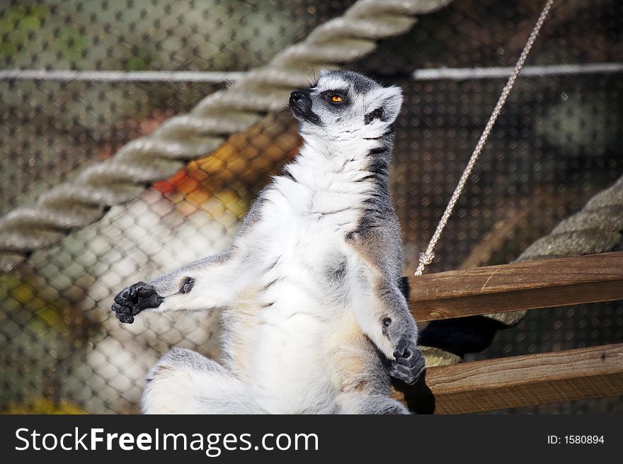 Lemur Relaxing