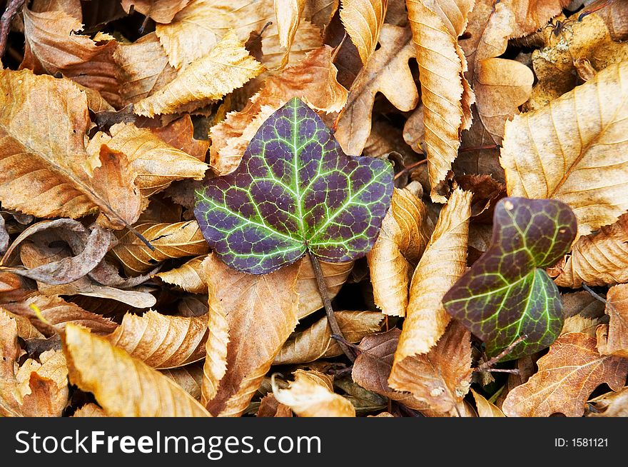 Autumn ivy