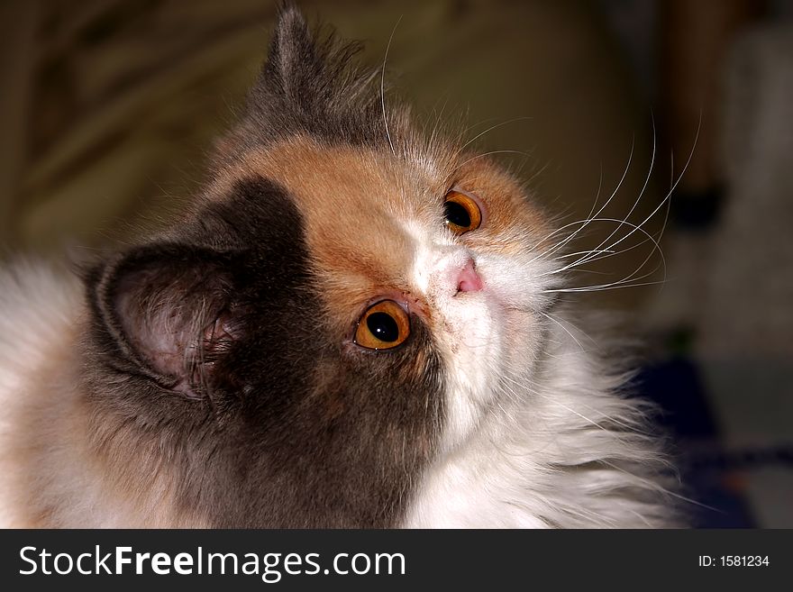 Curious little baby cat looking up