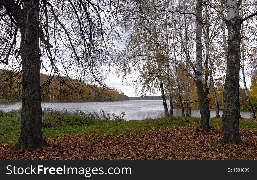 Autumn In The Forest