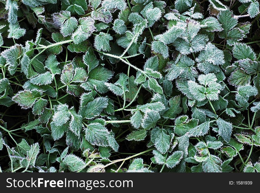 Frozen grass in cold winter morning. Frozen grass in cold winter morning