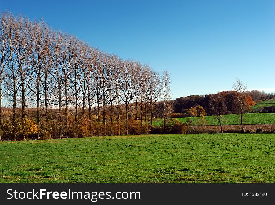 Trees row in autumn.