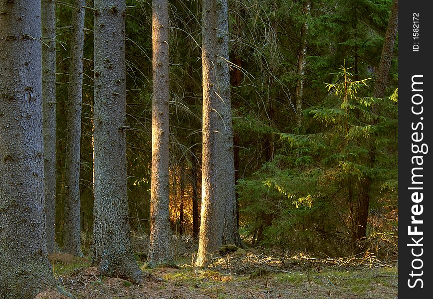 Fresh, green forest with old trees