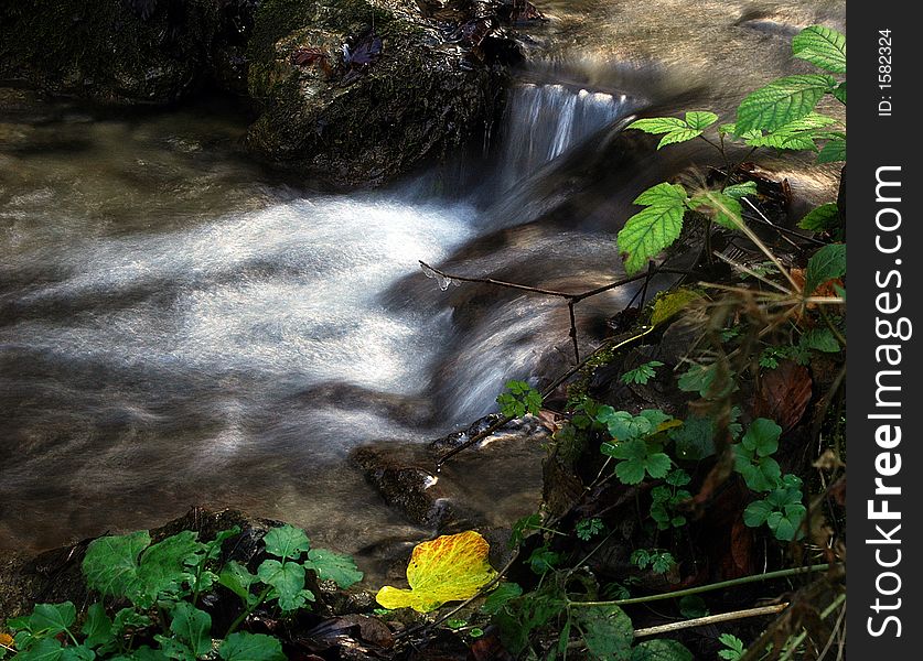 Small forest waterfall and great yellow leaf