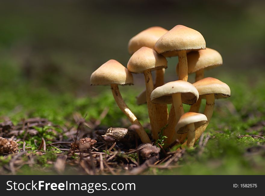 Mushroom colony in a forest. Mushroom colony in a forest