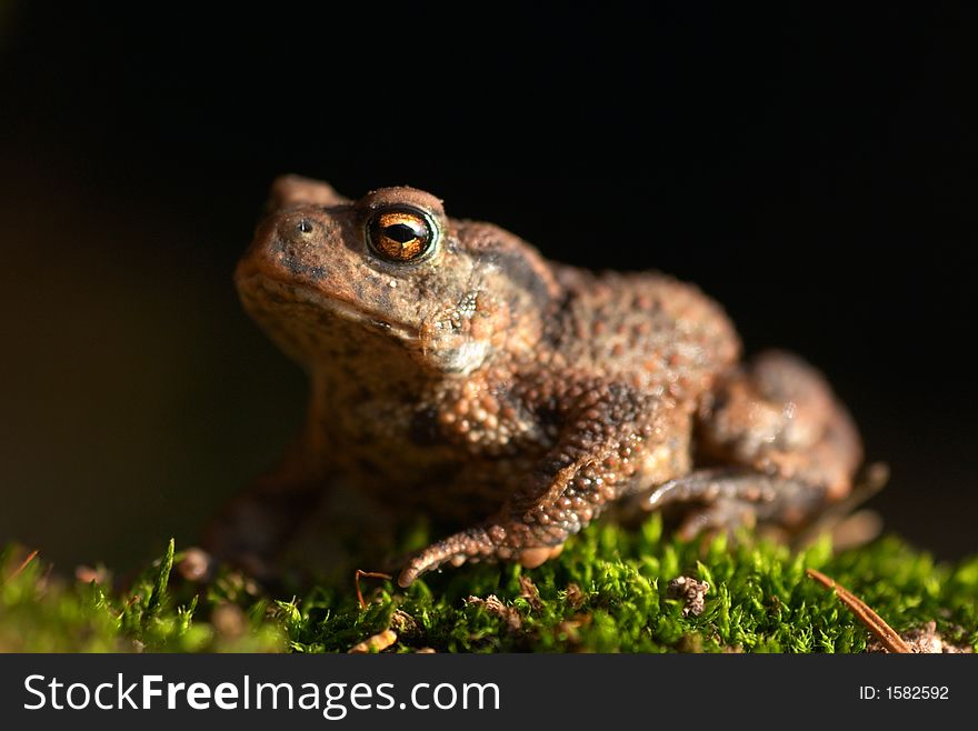 Toad, sitting on a green moss. The little frog is about 2 cm. Toad, sitting on a green moss. The little frog is about 2 cm.