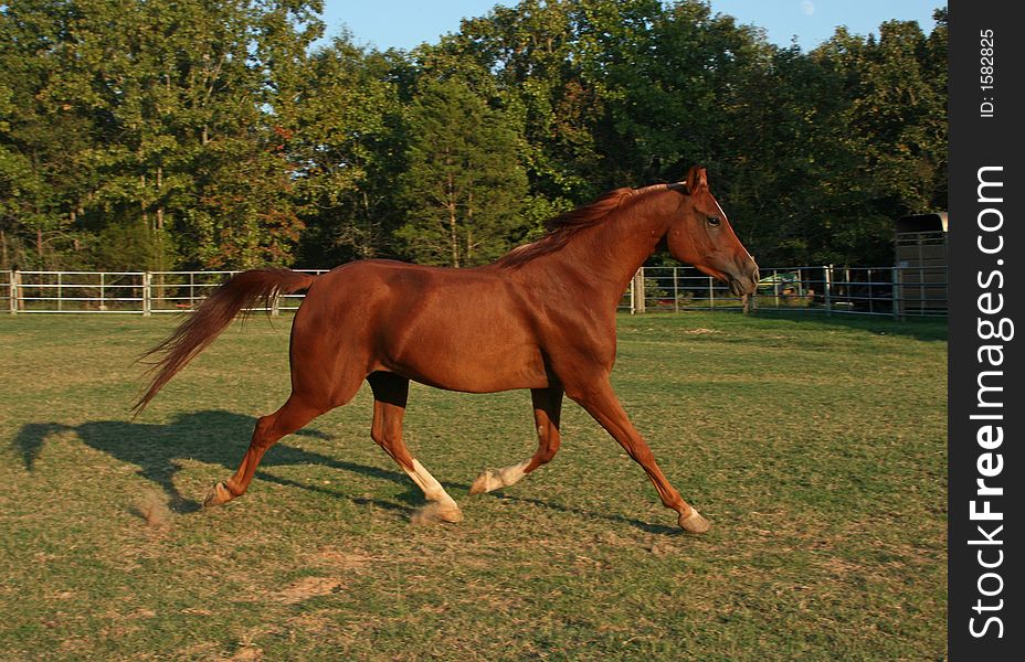 Chestnut Arabian gelding trotting in arena