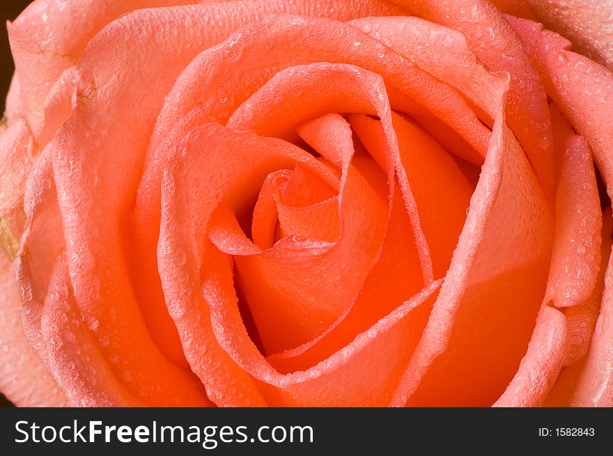 Romantic pink rose petals close-up