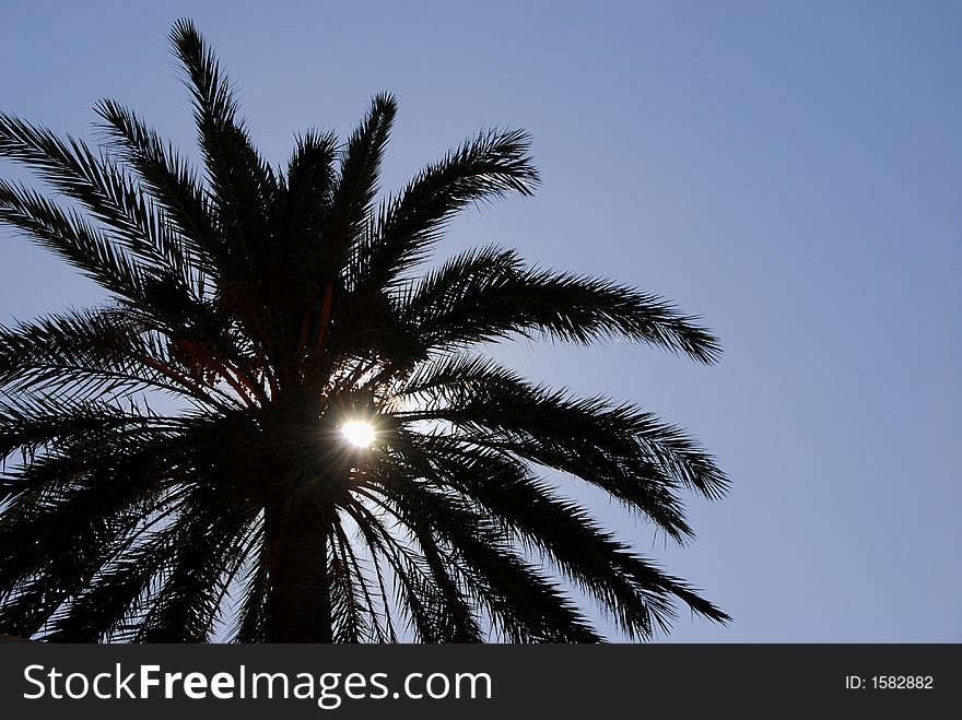 Nice palm tree silhouette against strong summer sun