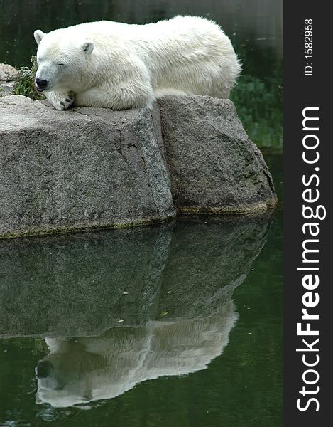 Polar Bear At Zoo