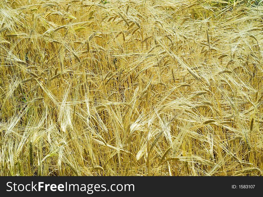 Wheat field in the wind