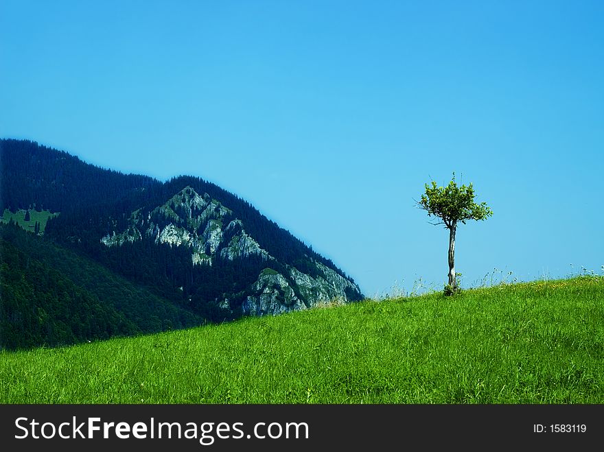 Single small tree in solitude. Single small tree in solitude