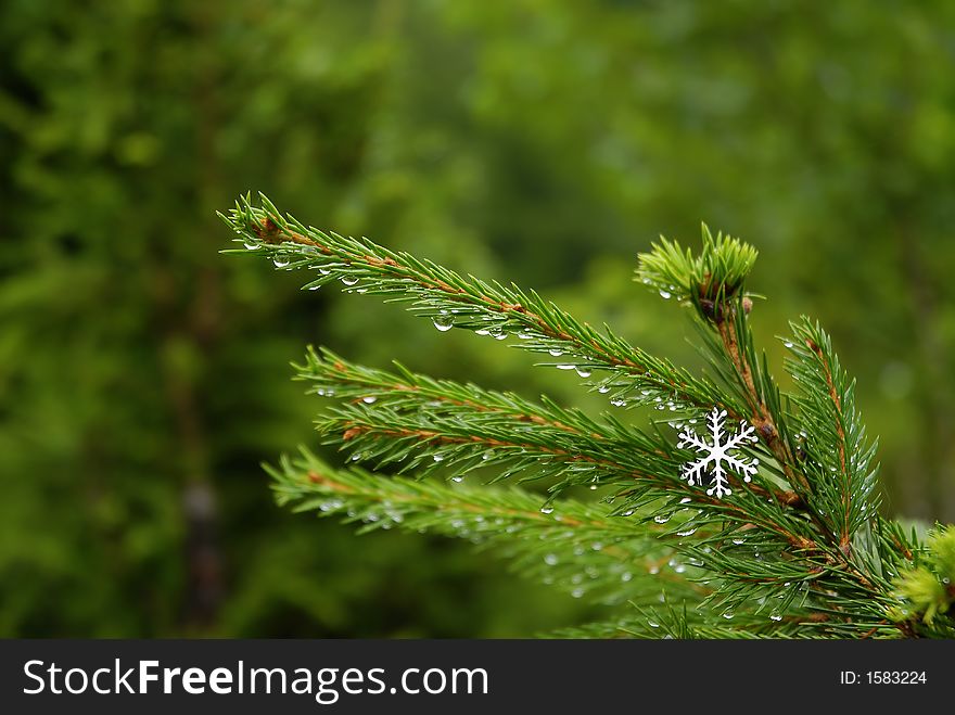 White snow star on a christmas tree. White snow star on a christmas tree