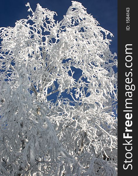 Winter branches with snow 4