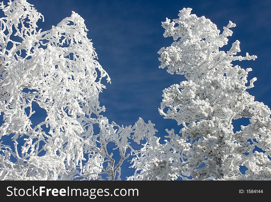 Winter branches with snow 5