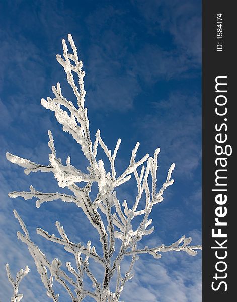 Winter branches with snow against blue sky with clouds 8