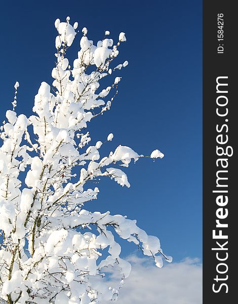Single snow covered shrub, in front of a blue polarized sky. Single snow covered shrub, in front of a blue polarized sky.