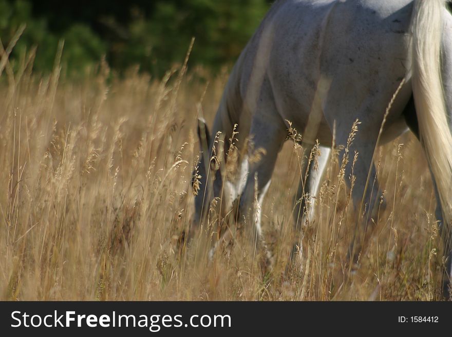 White Horse Grazing