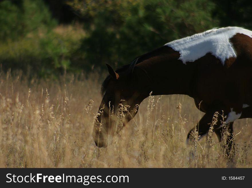 Profile of Spotted Horse