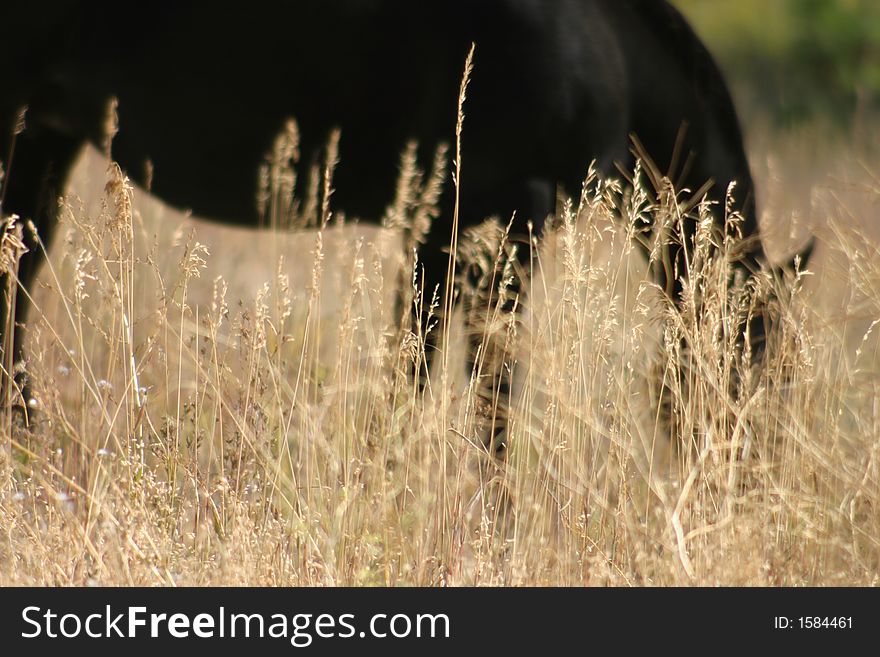 Silhouette of a black horse lazily grazing in the pasture. Silhouette of a black horse lazily grazing in the pasture.