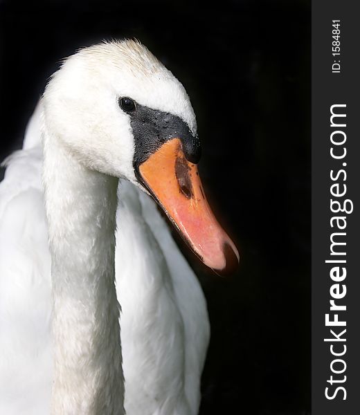 The head of swan with black background