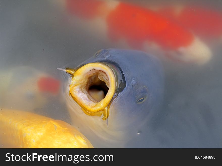 Close-up image of an open mouth of a Japanese carp in a characteristic pond.Main focus is into the mouth..:). Close-up image of an open mouth of a Japanese carp in a characteristic pond.Main focus is into the mouth..:)