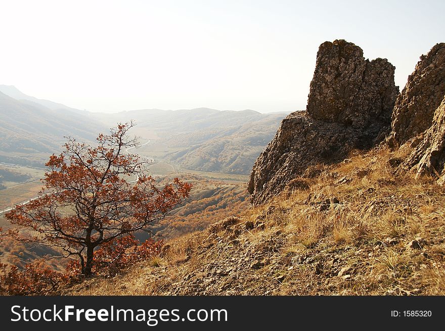 Autumn tree in the Crimea mountain. Autumn tree in the Crimea mountain