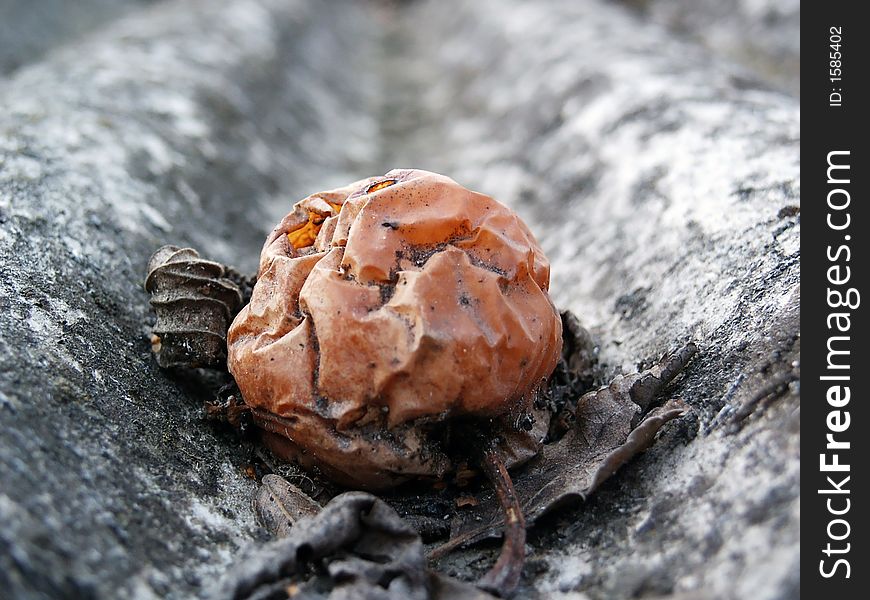 Old dry apple on the roof. Old dry apple on the roof