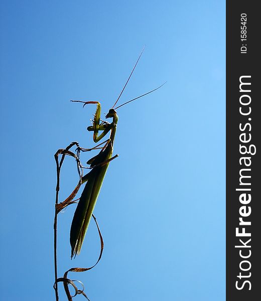 Mantis on single grass ready to fly
