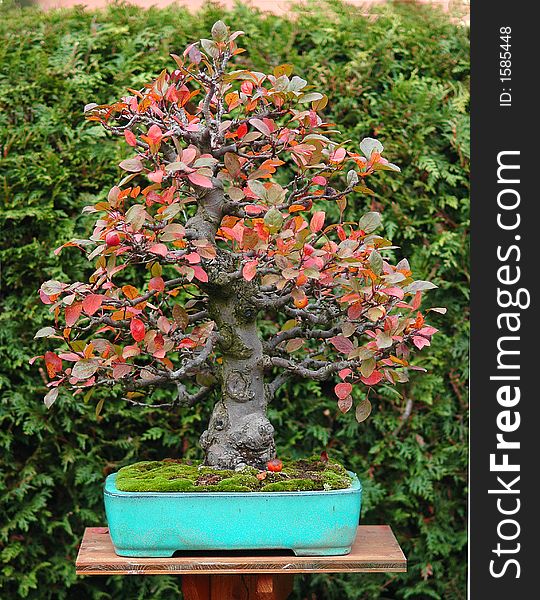 Crab apple, malus halliana, 60 cm high, around 50 years old, import from Japan, picture 10/2006. Crab apple, malus halliana, 60 cm high, around 50 years old, import from Japan, picture 10/2006
