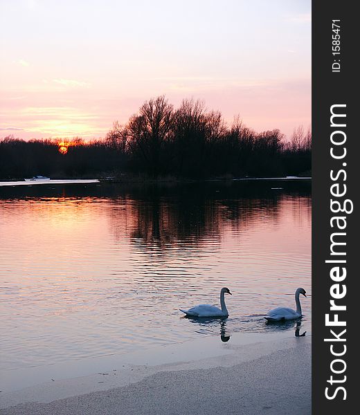 Swan couple on evening swim