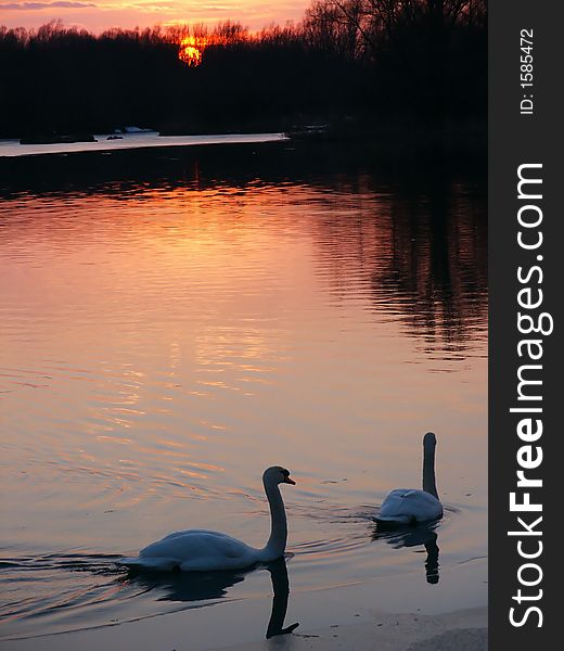 Swan couple during winter swim