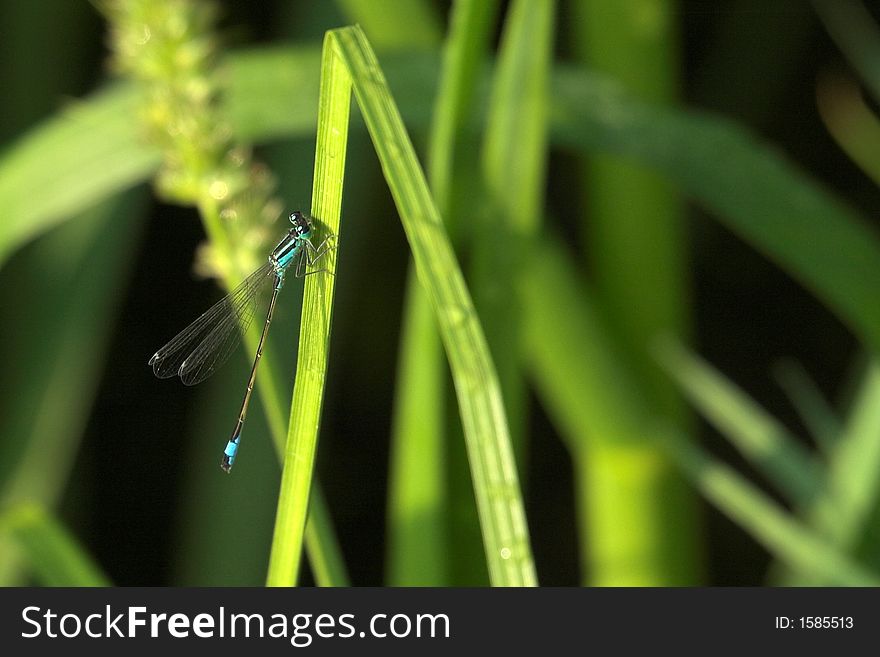 A Damselfly relaxing in the sun