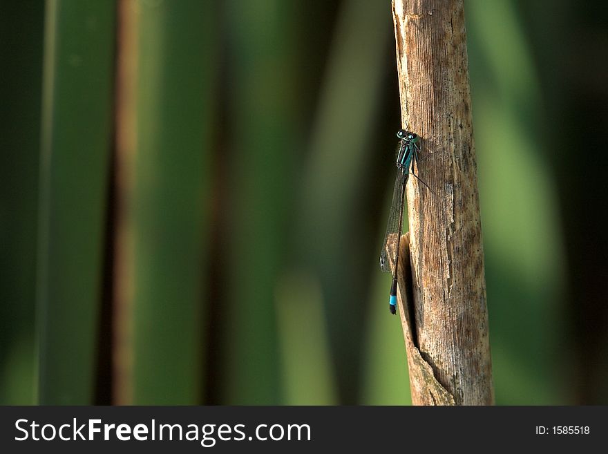 A Damselfly relaxing in the sun